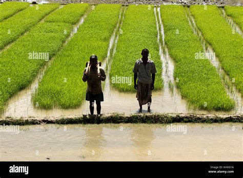 Green Paddy Field Hi Res Stock Photography And Images Alamy