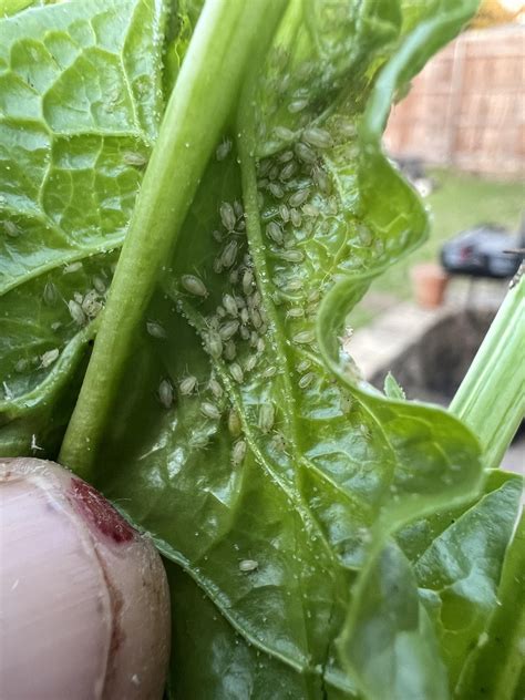 Tiny Clear Bugs On My Spinach Plant About The Size Of Rice Grain