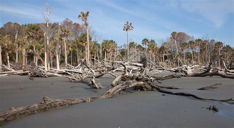 What Is A Ghost Forest