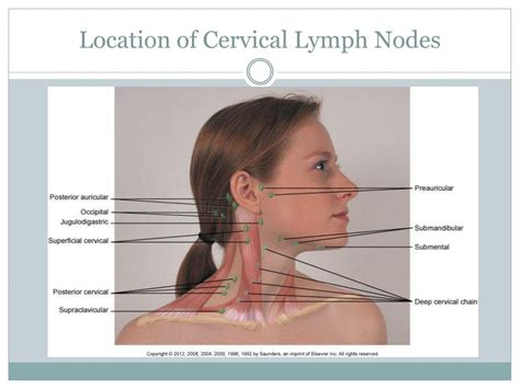 Cervical Lymph Nodes Location