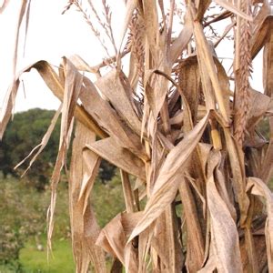 Decorative Corn Stalks | Ludwig's Feed Store