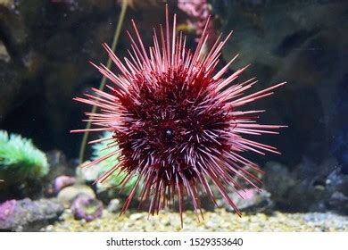 Red Sea Urchin Mesocentrotus Franciscanus Aquarium Stock Photo