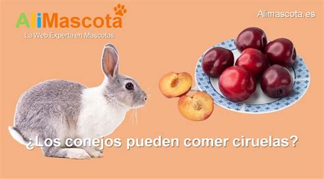 Los Conejos Pueden Comer Ciruelas Alimascota Es