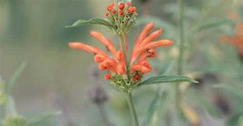 Close-up of a Wild Dagga Plant · Free Stock Photo