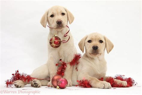 Christmas Labs Labrador Retriever Yellow Labrador Labrador Puppy