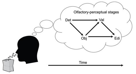 A Cascade Model Of Olfactory Perception The Figure Proposes Four