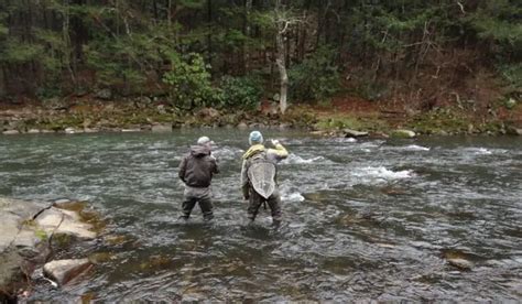 5 Guide Tips For Fly Fishing For Steelhead In Erie PA 2024