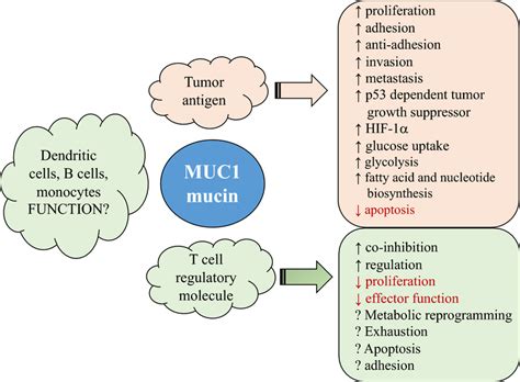 MUC1 mucin: a molecule with complex functions. MUC1 mucin can be ...