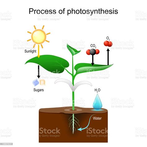 Detail Gambar Proses Fotosintesis Pada Tumbuhan Koleksi Nomer 49