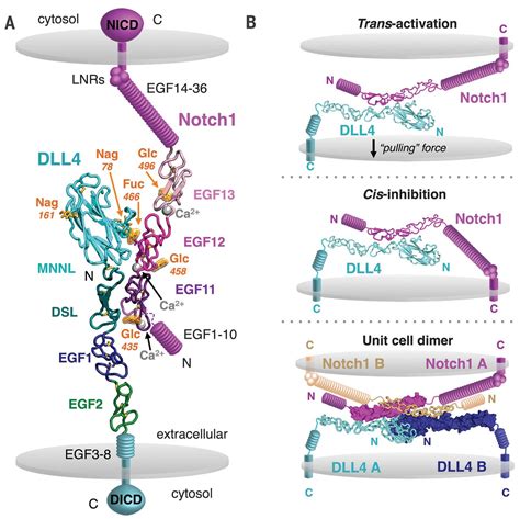 Structural Basis For Notch Engagement Of Delta Like Science