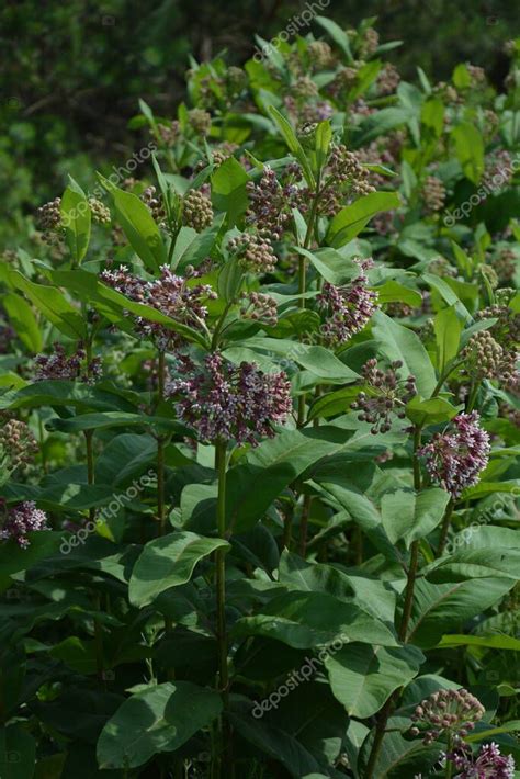 Flores rosadas suaves de algodoncillo común Asclepias syriaca