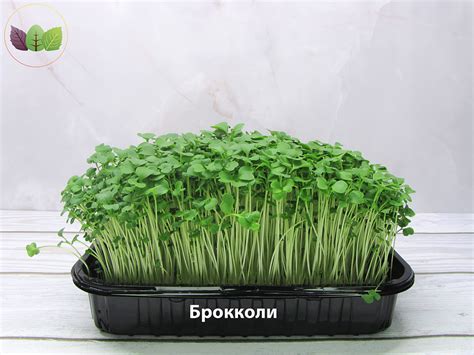 Купить микрозелень брокколи