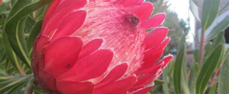 Protea Protea Red Ice