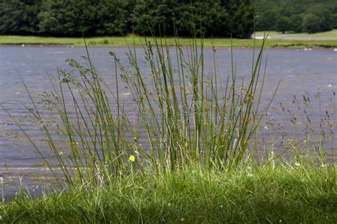 Plants on lake stock image. Image of background, garden - 122575971