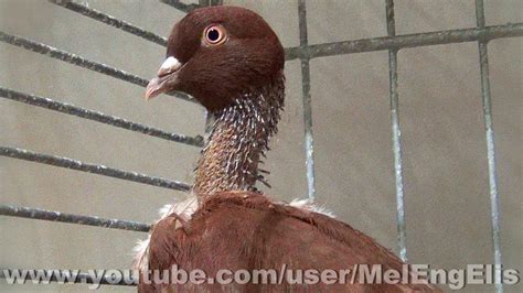 Pigeons Cou Nu De Roumanie Romanian Naked Neck Tumbler Pigeon