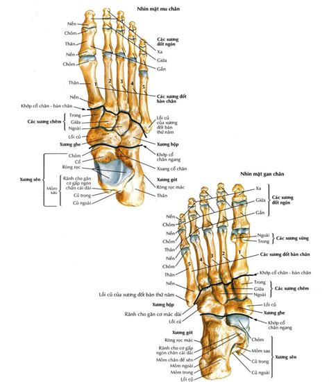 Giải phẫu xương bàn chân