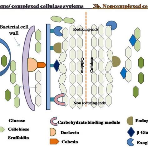 General Scheme Of Cellulose Hydrolysis By Glucanases And Glucosidases