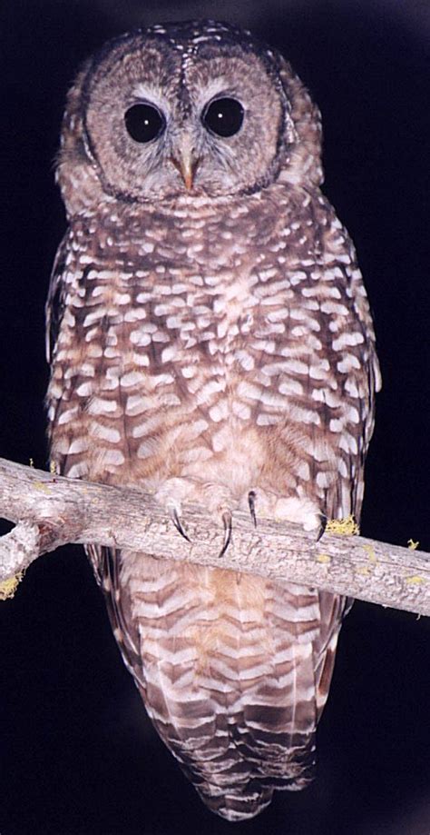 Spotted Owl Photo