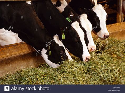 Livestock Eating Corn High Resolution Stock Photography And Images Alamy