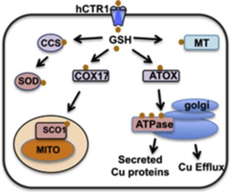 Copper Homeostasis In Human Cells Cu Enters Via Hctr And Is Handed