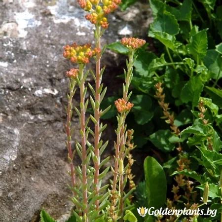 goldenplants.bg