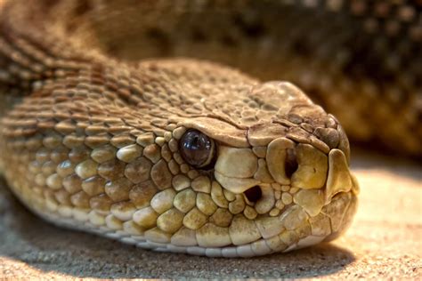 Free picture: viper, snake, head, wildlife, venom, eye, rattlesnake ...