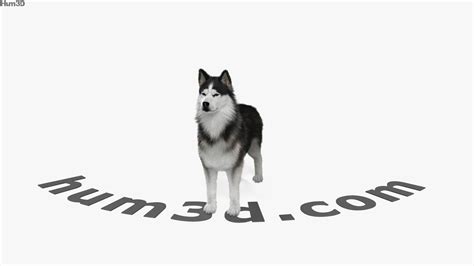 360 View Of Siberian Husky 3d Model 3dmodels Store