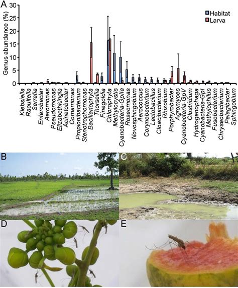 The Anopheles Mosquito Microbiota And Their Impact On Pathogen