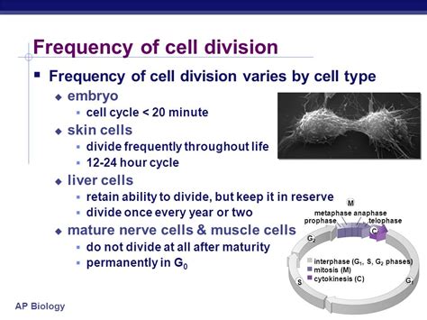 Ap Biology Regulation Of Cell Division Chapter 12 3 The Cell Cycle Is Highly Regulated With