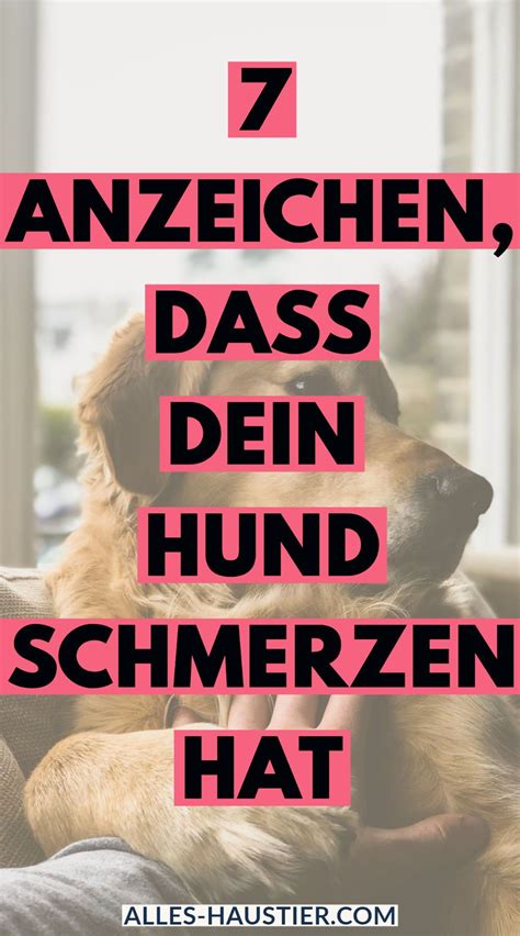 Woran Erkenne Ich Dass Mein Hund Schmerzen Hat Oder Krank Ist Eine