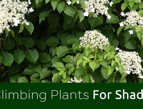 Best Plants For Shade David Domoney Climbing Plants Trellis Climbing