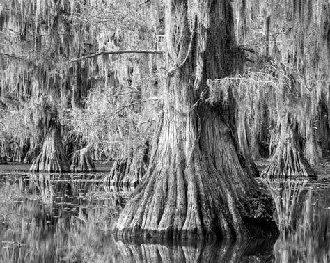 Caddo Lake — Lewis Katz Photography