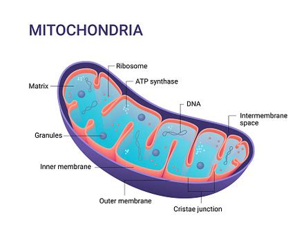 Mitochondria | Structure, Membranes & Functions - Lesson | Study.com