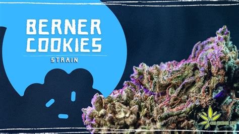 Berner Cookies Strain: Sweet And Slow-Creeping High