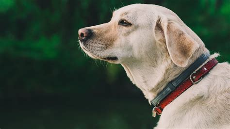 how to cure bald spots on dogs