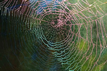 royalty  photo macro photography  spiderweb pickpik