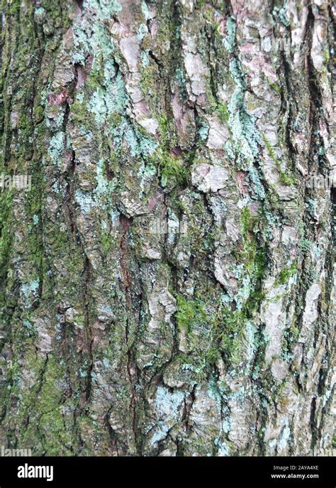 gros plan d écorce de hêtre rugueux texturé avec mousse verte un lichen