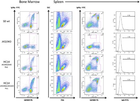 Flow Cytometry Analysis Of Lymphocyte Gated Bone Marrow And Spleen