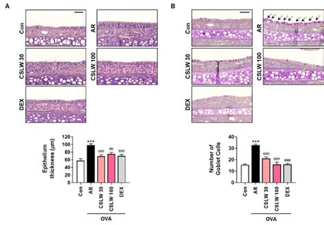 Effect Of Cslw On Epithelium Thickness And Goblet Cell Hyperplasia In