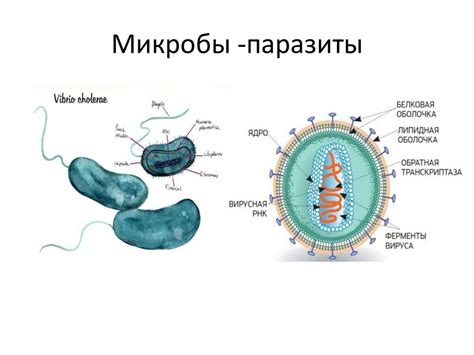 Экология микроорганизмов. Микроорганизмы повсюду - презентация онлайн