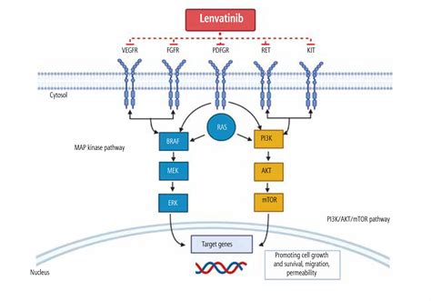 Overview Of Lenvatinib As A Targeted Therapy For Advanced