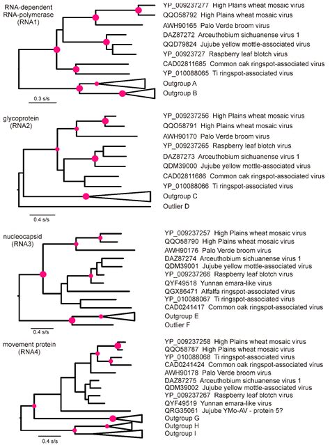 Viruses Free Full Text Genomic High Plains Wheat Mosaic Virus