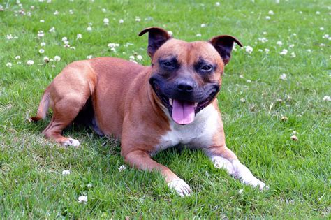 Staffy Prix Entretien Caractère Du Staffordshire Bull Terrier