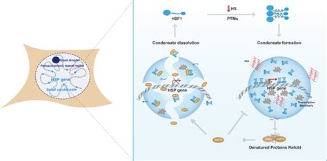 孙育杰课题组揭示hsf1的可诱导和可逆相分离介导热休克转录应答的作用机制