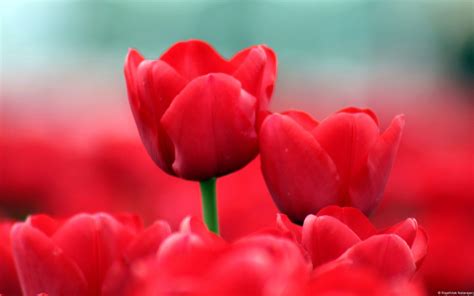 Red Tulips Wallpapers Top Free Red Tulips Backgrounds Wallpaperaccess