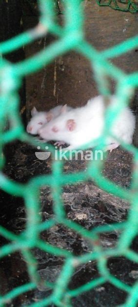 Mouse In Jaffna City Ikman