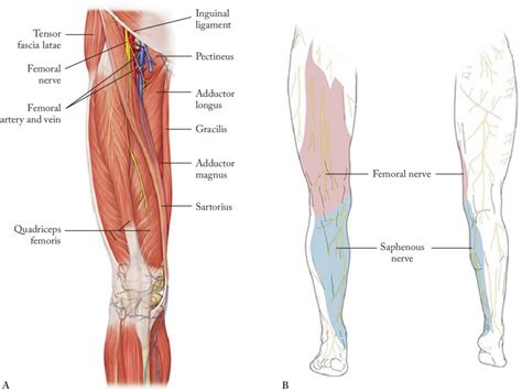 Femoral Nerve WikiSM Sports Medicine Wiki