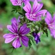 Meteora Flowers In The Forest Photograph by Janet Marie | Fine Art America