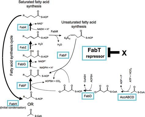 Molecular Microbiology Microbiology Journal Wiley Online Library