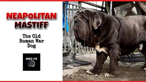 How Big Is Hercules Neapolitan Mastiff